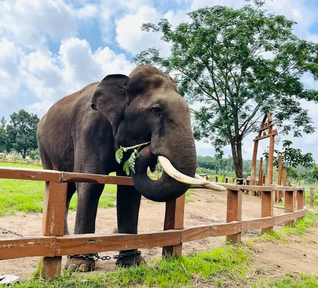 Coorg & Kabini Nature Retreat 2